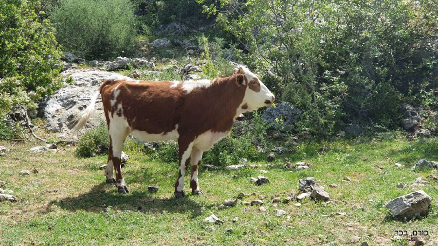 סובב הר מירון